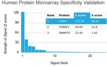 FABP1 Antibody