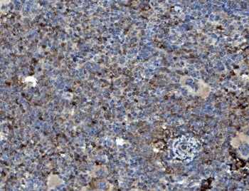 IHC staining of FFPE mouse spleen with GRB10 antibody. HIER: boil tissue sections in pH8 EDTA for 20