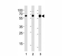 Western blot analysis of lysate from (1) human MCF-7, (2) rat PC-12, and (3) mouse C2C12 cell line u