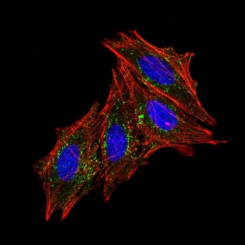 Immunofluorescence testing of human HeLa cells with CD63 antibody (green, clone MX-49.129.5). F-acti