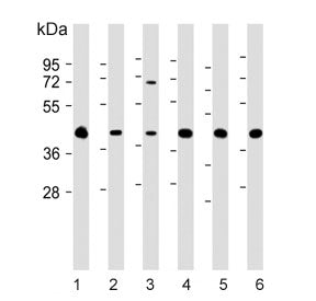Western blot testing of human 2) HEK293, 2) HeLa, 3) HepG2, 4) U-251 MG, 5) mouse brain and 6) rat b