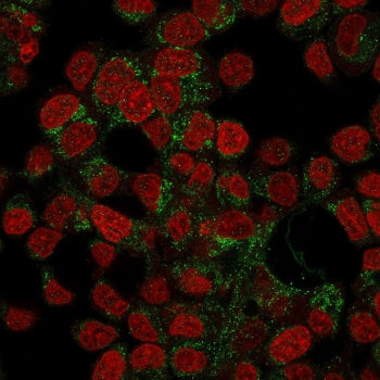 Immunofluorescence staining of human HepG2 cells with Prohibitin antibody (green, clone PHB/3194) an