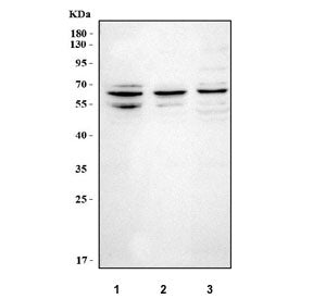 Western blot testing of human 1) SH-SY5Y, 2) Caco-2 and 3) K562 cell lysate with NT5DC2 antibody. Pr