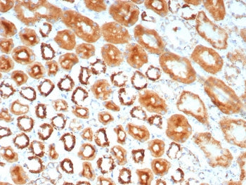 IHC staining of FFPE human kidney tissue with MR1 antibody (clone MR1/7578). HIER: boil tissue secti