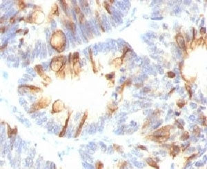 MUC2 Antibody / Mucin 2