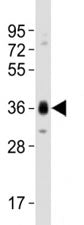 SOX2 Antibody