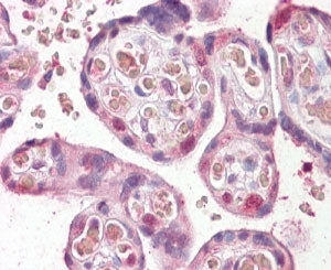 IHC testing of FFPE human placenta with FANCE antibody at 4ug/ml. HIER: steamed with pH6 citrate buf