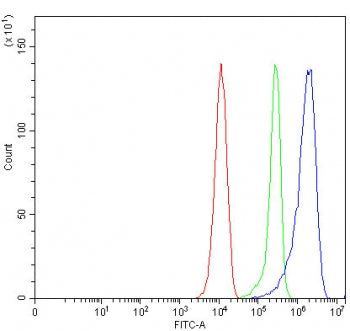 SEPT1 Antibody / Septin 1
