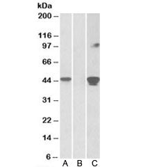 Western blot of HEK293 lysate overexpressing human SLAMF8-MYC probed with SLAMF8 antibody [1ug/ml] i