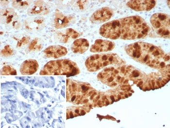 IHC staining of FFPE human stomach tissue with recombinant pS2 antibody (clone TFF1/8755R). Inset: P