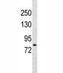 DCLK2 Antibody