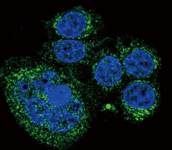 Immunofluorescent staining of human HeLa cells with HTRA1 antibody (green) and DAPI nuclear stain (b