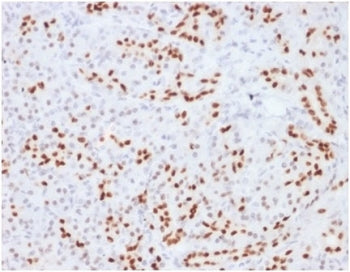 SOX9 Antibody