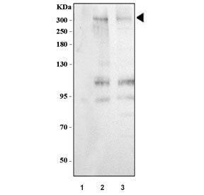 MUC3 Antibody
