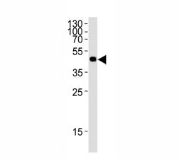 FLAG antibody