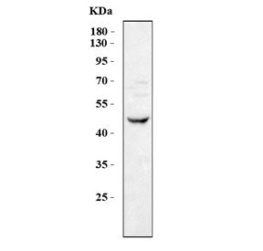 Western blot testing of human U-87 MG cell lysate with PAFAH1B1 antibody. Predicted molecular weight
