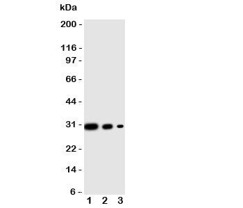 CRTC1 Antibody