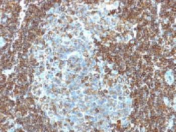 IHC testing of human tonsil tissue with CD3e antibody (clone PC3/188A). Required HIER: boil tissue s