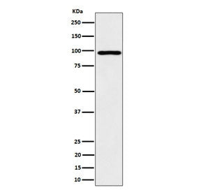 Western blot testing of human HepG2 cell lysate with AKAP8 antibody. Predicted molecular weight ~76 