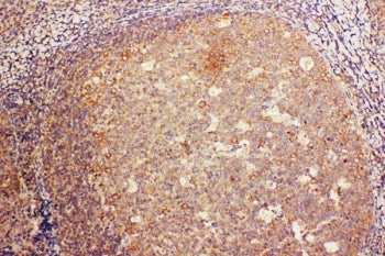 IHC staining of FFPE human tonsil tissue with CD68 antibody, HRP-labeled secondary and DAB substrate