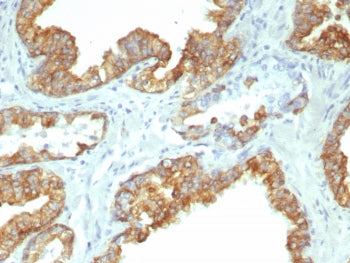 KRT19 Antibody / Cytokeratin 19