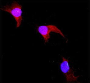 Immunofluorescent staining of FFPE NRK cells (normal rat kidney epithelial cells) with GSTP1 antibod