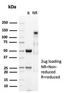 CD74 Antibody