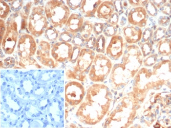 IHC staining of FFPE human kidney tissue with Interleukin 6 antibody (clone IL6/4643) at 2ug/ml. Ins