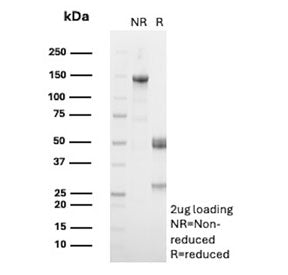 SDS-PAGE analysis of purified, BSA-free CD137 antibody (clone LOB12) as confirmation of integrity an