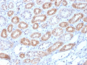 IHC testing of FFPE human kidney with Renalase antibody (clone RNLS/1940). HIER: boil tissue section