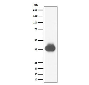 Western blot testing of human U937 cell lysate with CD32A/B/C antibody. Predicted molecular weight: 