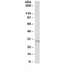 Western blot testing of human A431 lysate with SNAIL antibody at 0.1ug/ml. Predicted molecular weigt