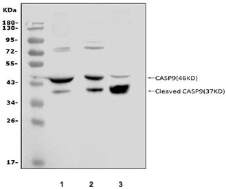Caspase-9 Antibody (p35)