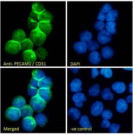 Immunofluorescent staining of fixed and permeabilized human Jurkat cells with CD31 antibody (green) 
