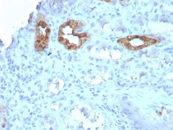 Calbindin Antibody / CALB1