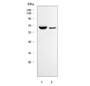 SCARA3 Antibody / CSR