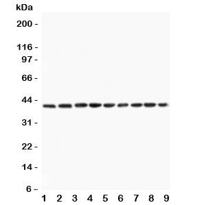 Western blot testing of PON1 antibody and Lane 1: rat liver; 2: (r) lung; 3: human placenta; 4: (r) 