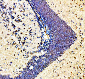 Immunohistochemical analysis of Hmgb1a/b protein using Zebrafish Hmgb1 antibody, HRP secondary and D