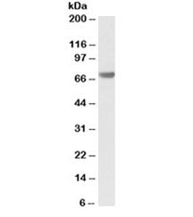 Western blot testing of human pancreas lysate with BAG3 antibody at 0.1ug/ml. Predicted molecular we