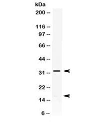 Western blot testing of HeLa cell lysate with IL-8 antibody. Expected molecular weight: ~8 kDa (mono