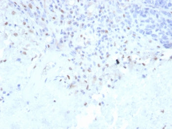 PU.1 Antibody / SPI1
