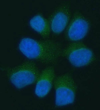 PANX1 Antibody / Pannexin 1