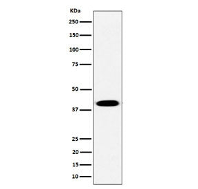 Western blot testing of human Raji cell lysate with PLEK antibody. Predicted molecular weight ~40 kD