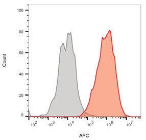 CD63 Antibody / LAMP-3