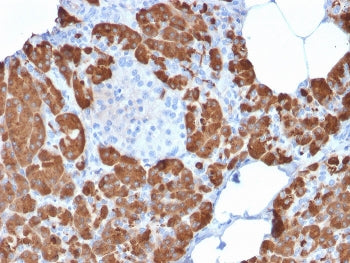 IHC staining of FFPE human pancreas with CPA1 antibody. HIER: boil tissue sections in pH 9 10mM Tris