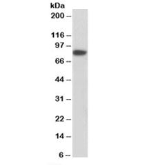 Coilin Antibody