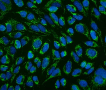 Immunofluorescent staining of FFPE human HeLa cells with LRPPRC antibody (green) and DAPI nuclear st