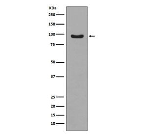Western blot testing of IGF-treated human MCF-7 lysate with phospho-FOXO3A antibody. Expected molecu