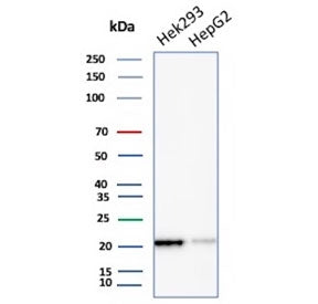 Western blot testing of human HEK293 and HepG2 cell lysate with ARF1 antibody (clone 1A9/5). Predict