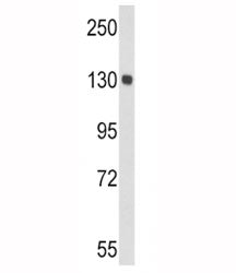 Western blot analysis of CP antibody and mouse lung tissue lysate. Predicted molecular weight ~130 k